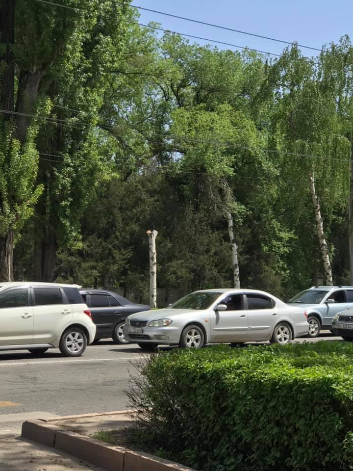 Жительница Бишкека просит пояснить ситуацию по распилу деревьев в столице