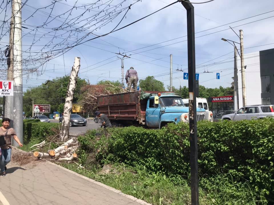 Жительница Бишкека просит пояснить ситуацию по распилу деревьев в столице