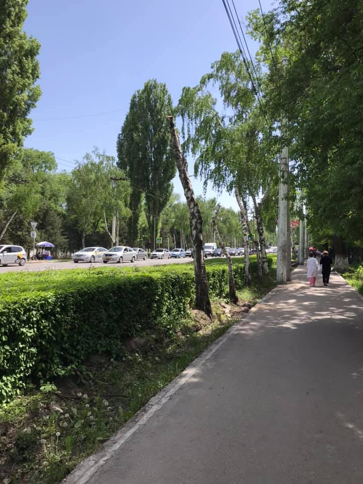 Жительница Бишкека просит пояснить ситуацию по распилу деревьев в столице