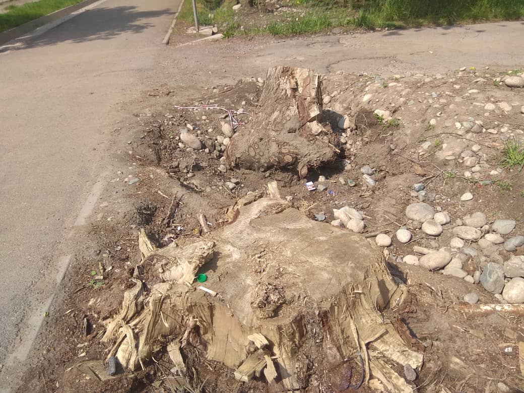 В 7-м микрорайоне Бишкека срубили деревья возле павильона