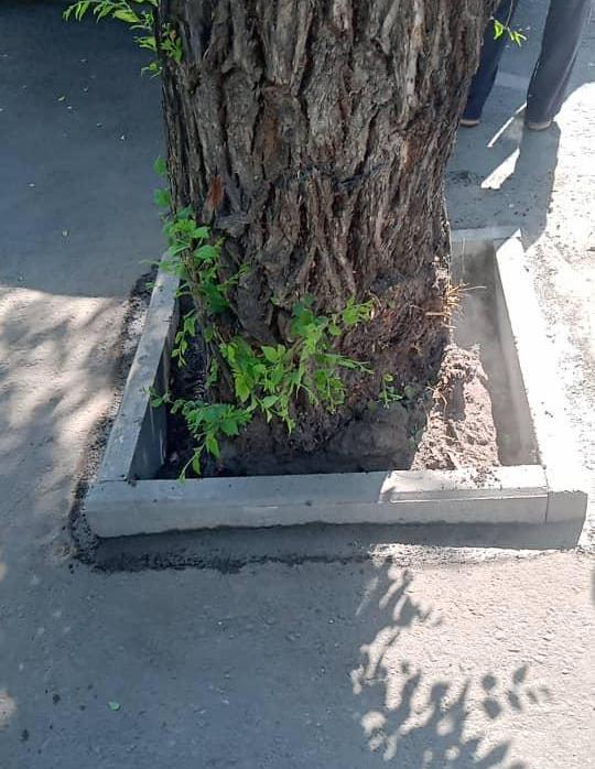 Карагач в Бишкеке