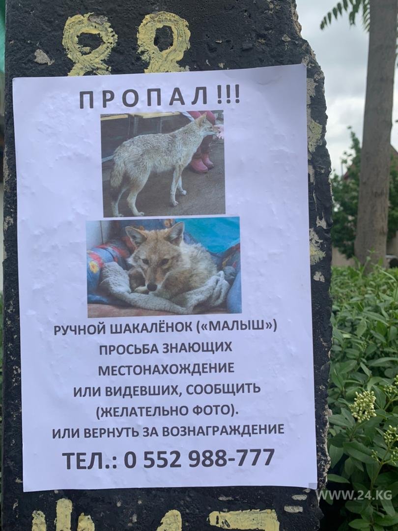 Объявление о розыске