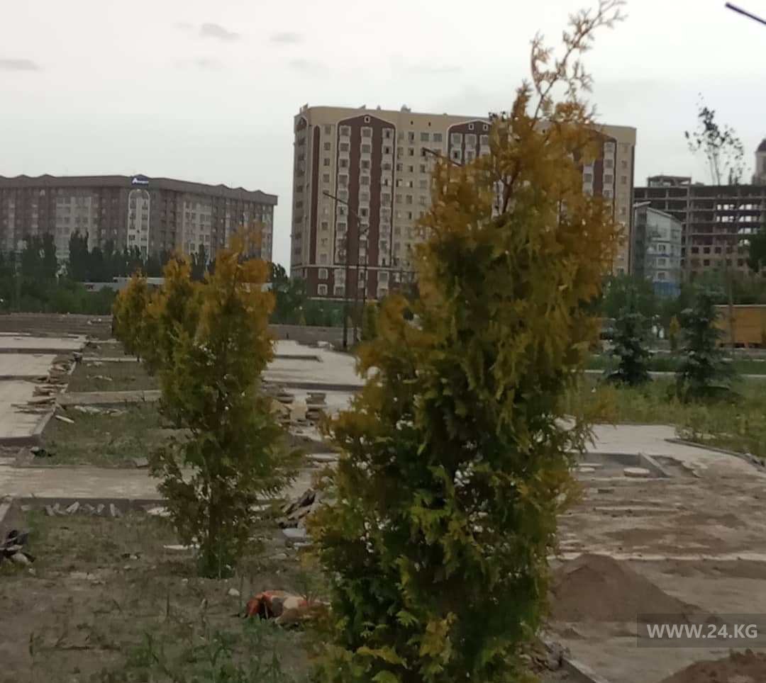 В Бишкеке нет полива в парках и сквера