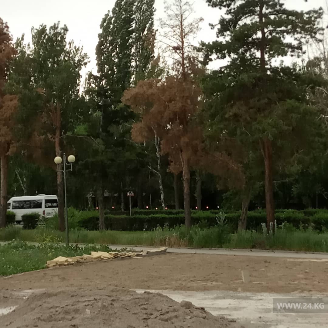 В Бишкеке нет полива в парках и сквера