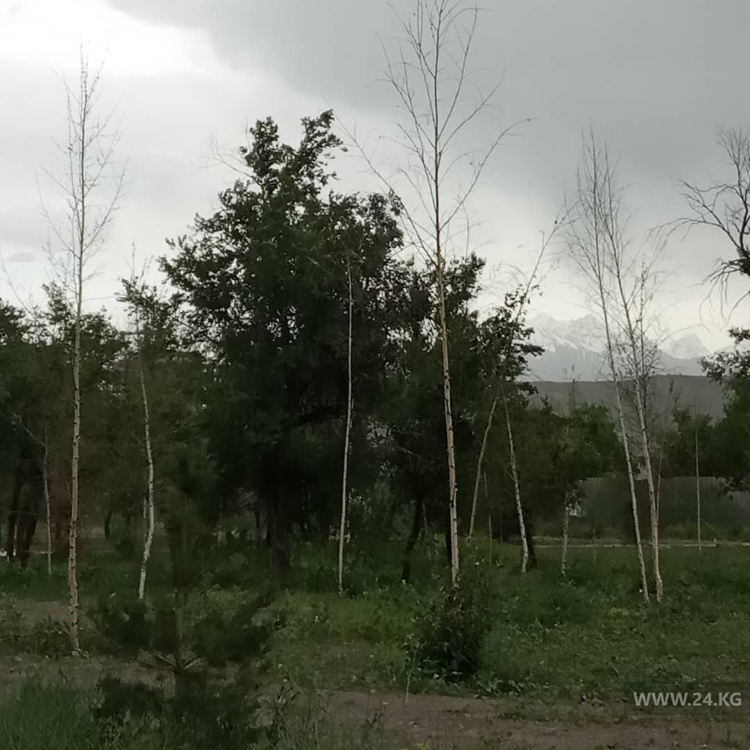 В Бишкеке нет полива в парках и сквера