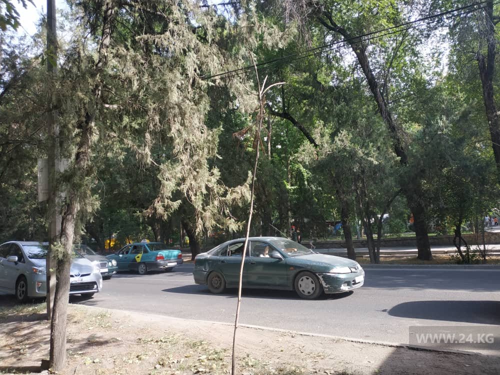 Саженец уже не спасти