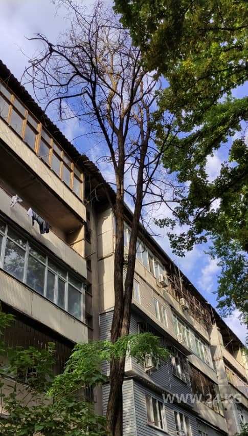 Аварийное дерево в Бишкеке