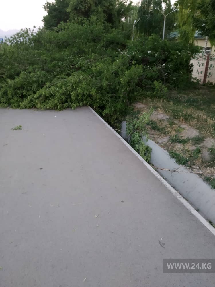 Последствия ветра в Бишкеке