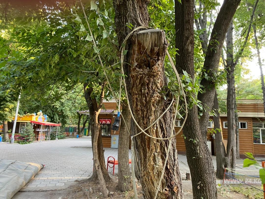 К деревьям прибивают розетки, камеры и прожекторы