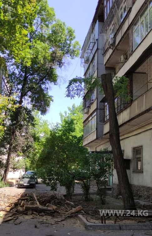 Аварийное дерево убрали