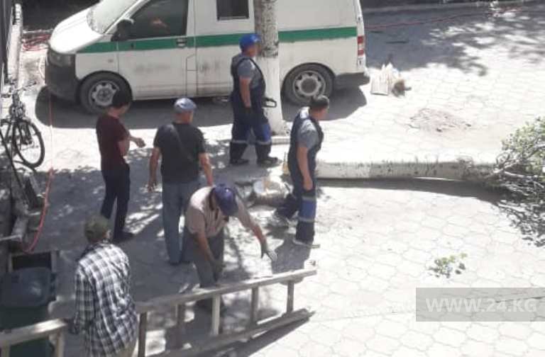 В Бишкеке срубили дерево