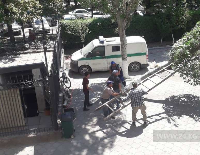 В Бишкеке срубили дерево