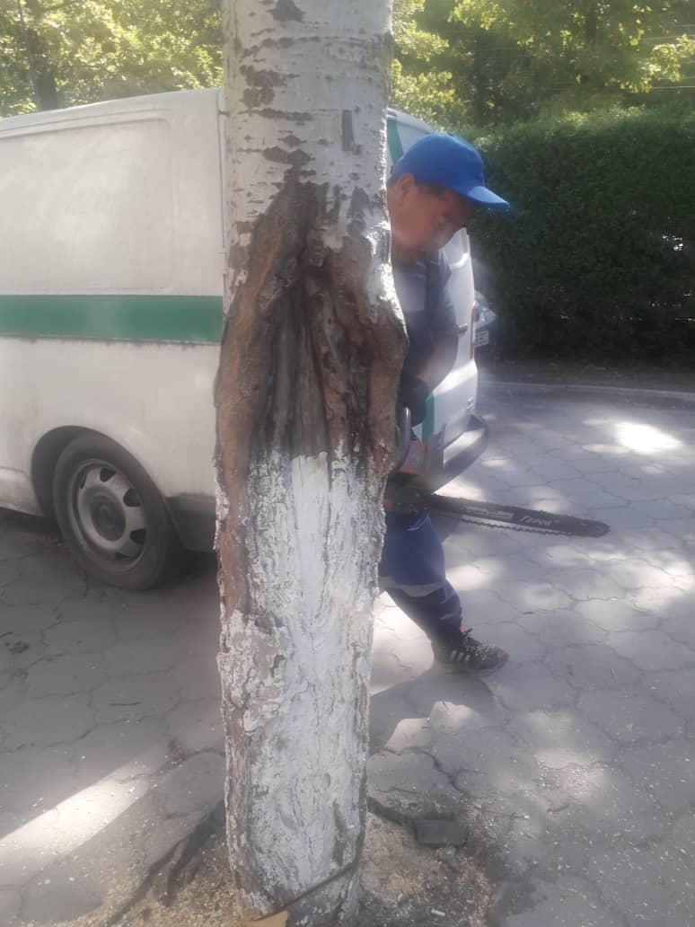 В Бишкеке срубили дерево