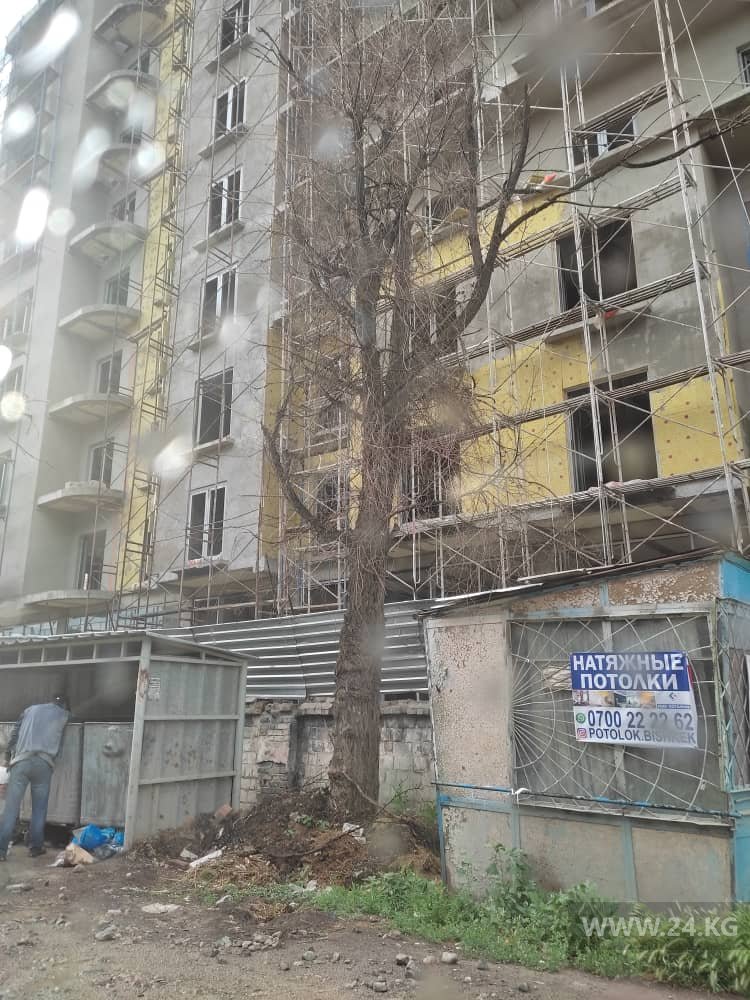 Аварийное дерево