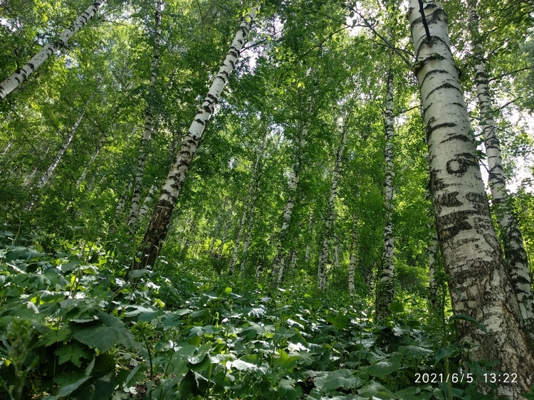 Ала-Арча, березовая роща