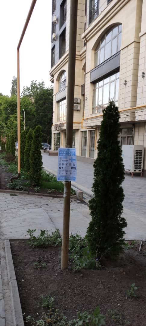 В Бишкеке во дворах расклеивают объявления на деревьях