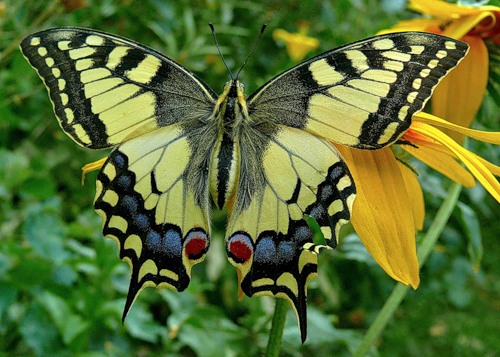 Махаон Papilio machaon, самка, размах крыльев — 80 миллиметров