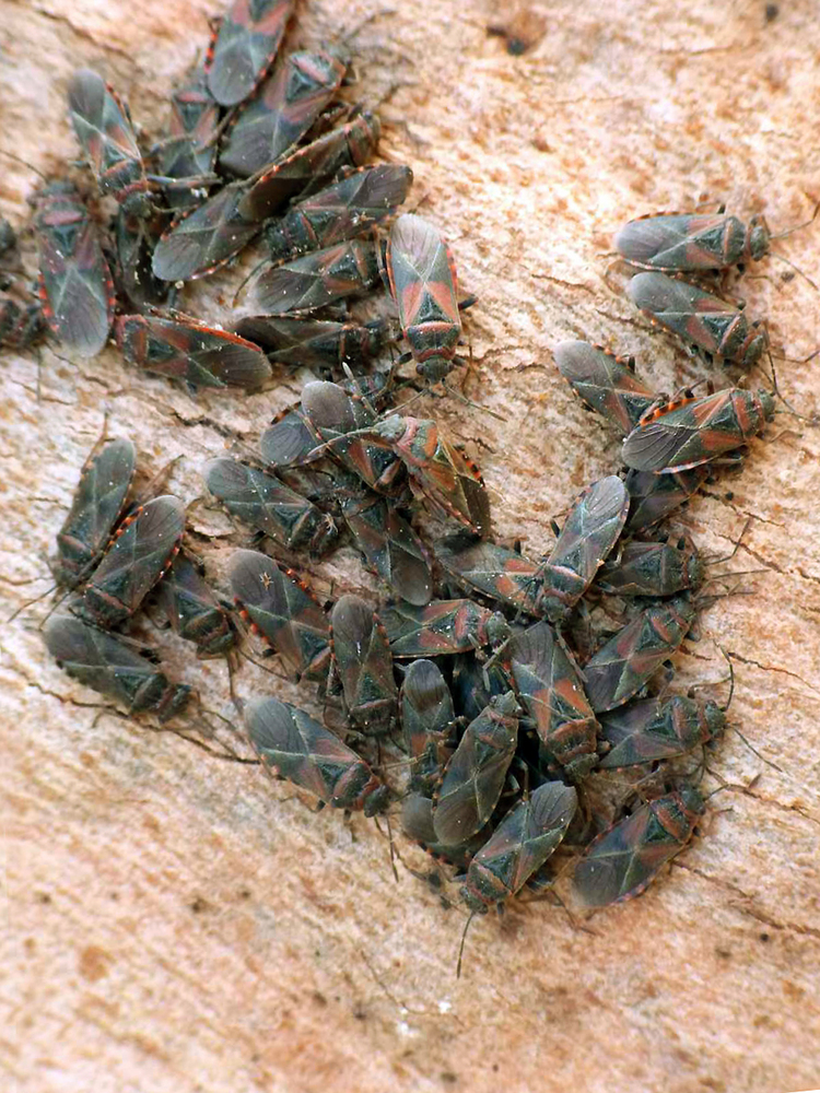 Вязовый клопик Arocatus melanocephalus — агрегация на покое