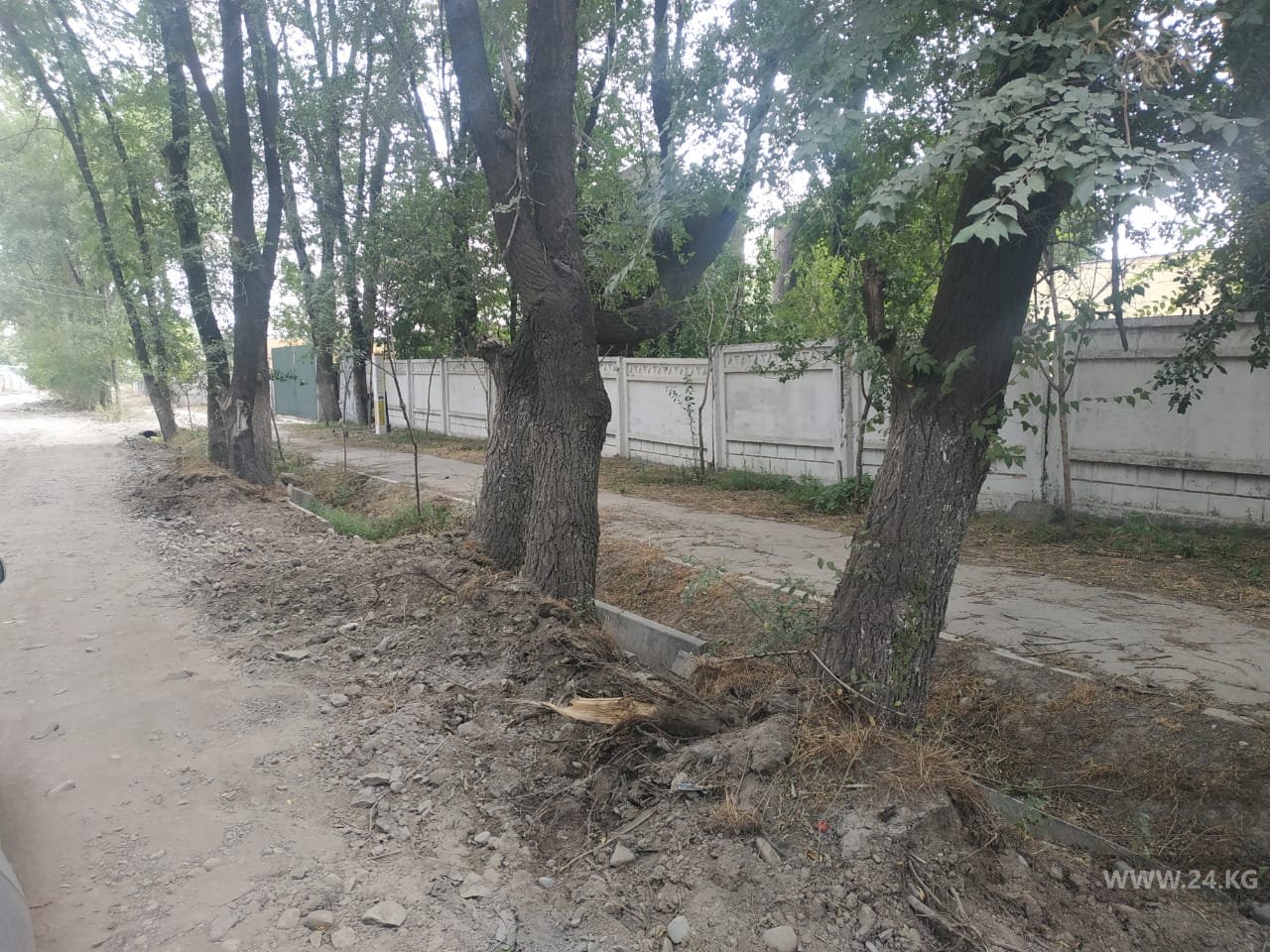 В селе Пригородном из-за ремонта улицы Республиканской вырубают деревья
