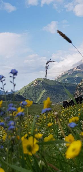 Джайлоо Чон-Каманды, Нарынская область