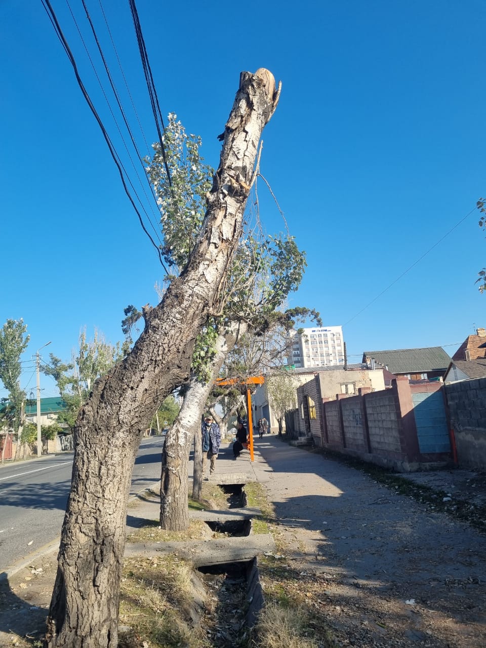 В Бишкеке на улице Ахунбаева варварски обрезают деревья