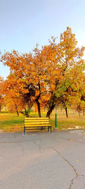 Золотая осень в Бишкеке