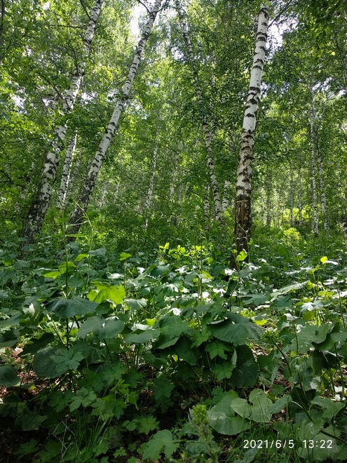 Березовая роща, Ала-Арчинское ущелье