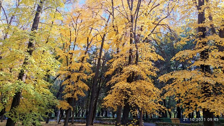 Золотая осень в парке Ата-Тюрка