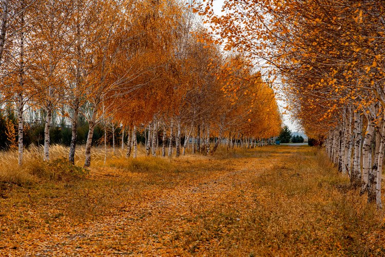 Село Белек
