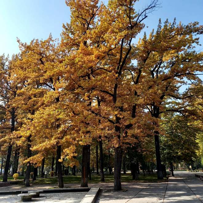 Золотая осень