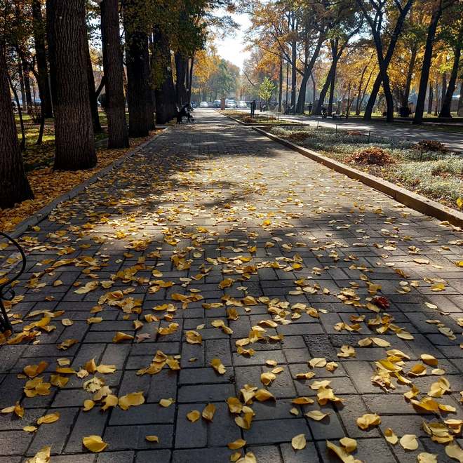 Золотая осень в Бишкеке