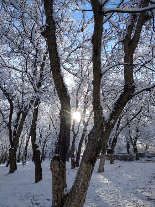 Ореховая роща, Бишкек