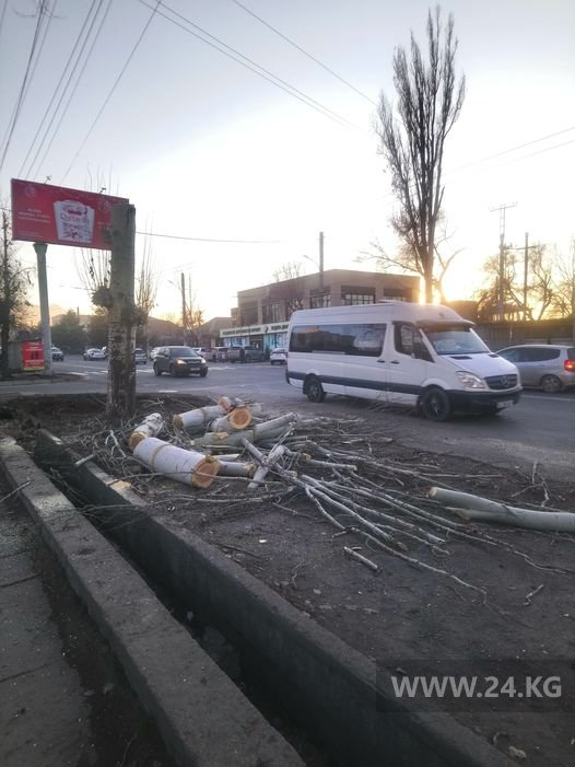 Срубленный тополь был абсолютно здоровым