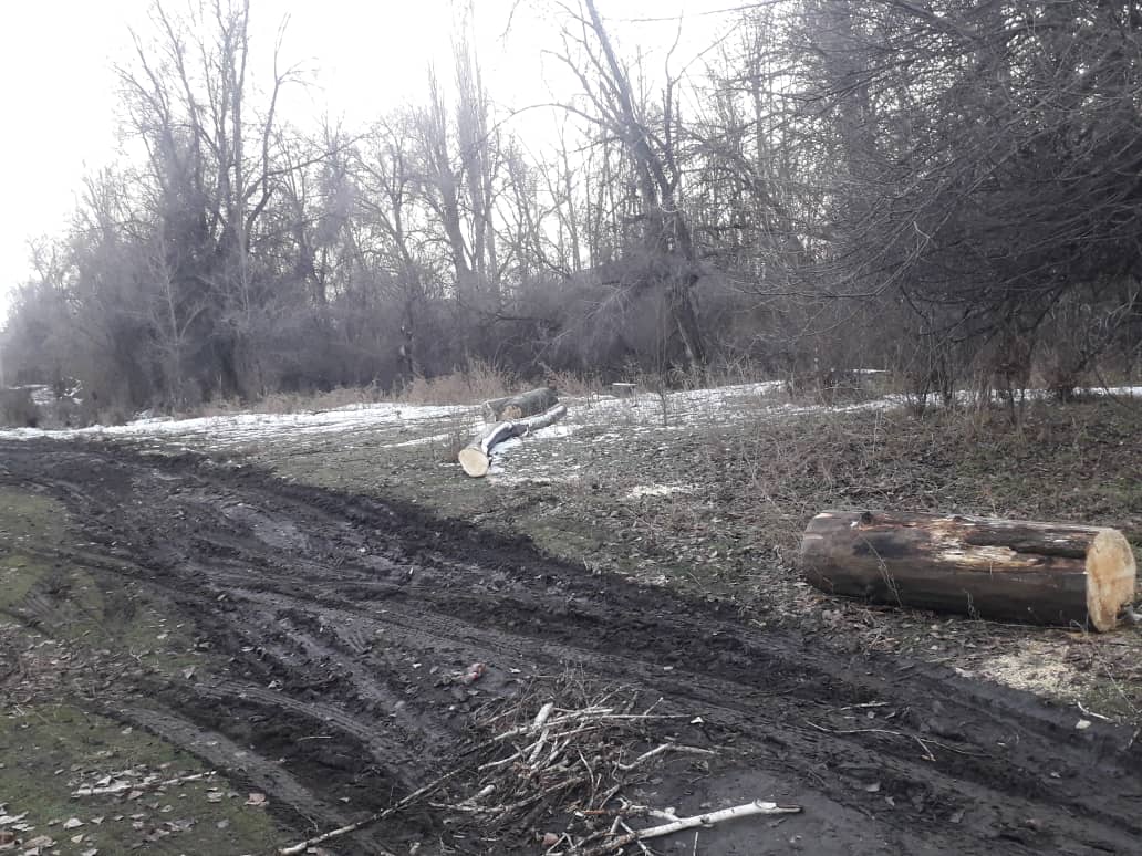В Карагачевой роще вырубают и распиливают деревья