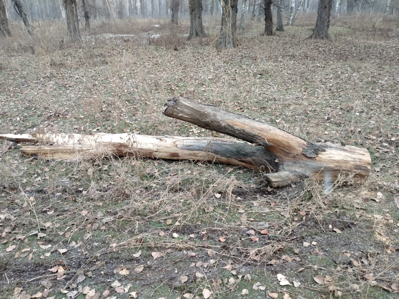 В Карагачевой роще здоровые деревья не вырубали