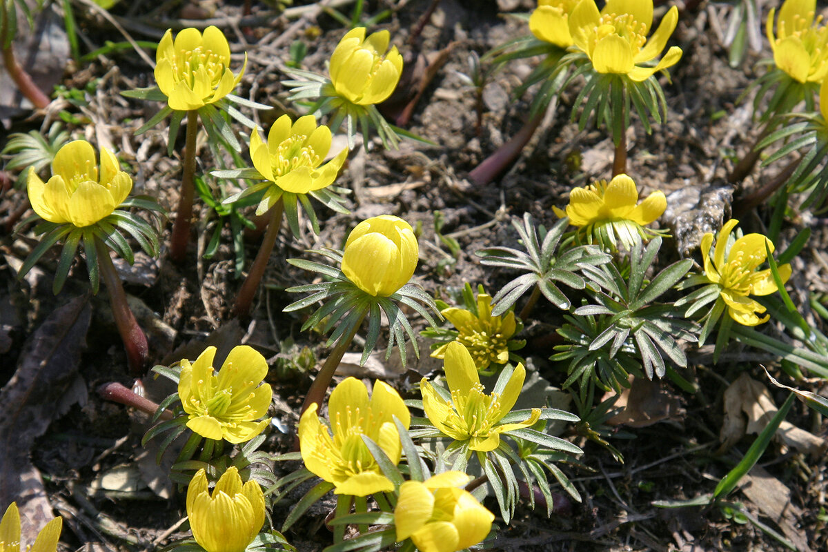 Весенник длинностебельный (Eranthis longistipitata)