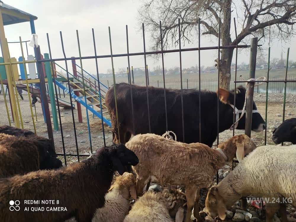 Cкотный рынок в Сокулуке