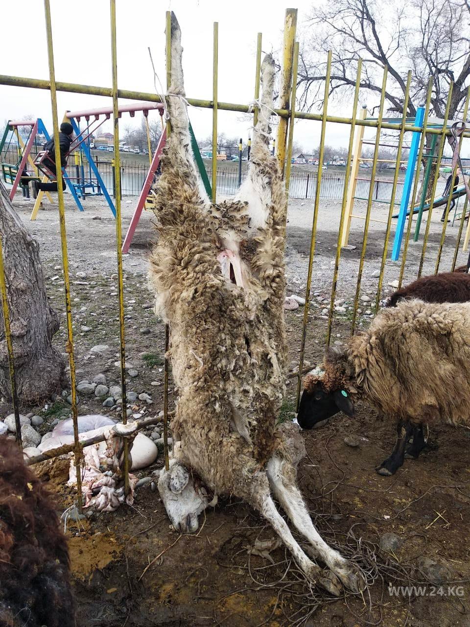 Cкотный рынок в Сокулуке
