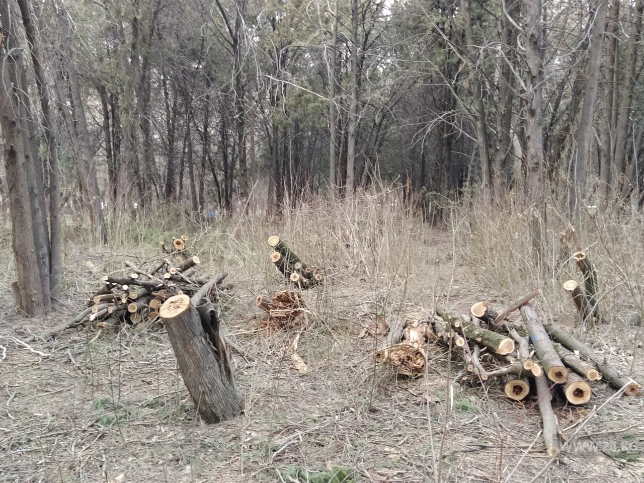 Парк имени Ататюрка