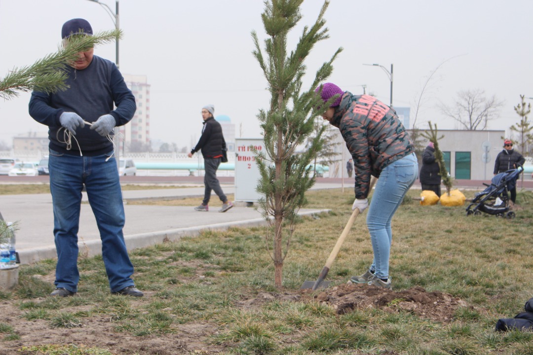 В Парке здоровья высадили 90 сосен