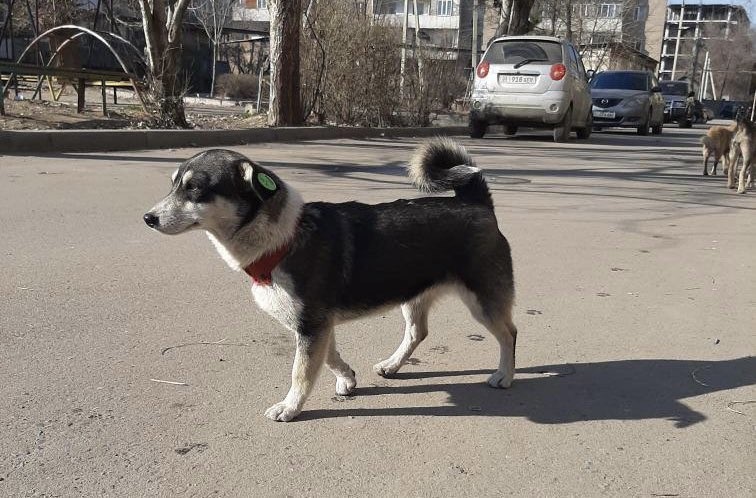 Чипированная собака