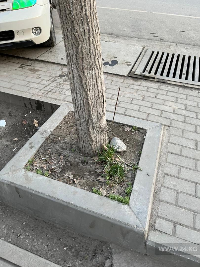 Деревья на улице Токтогула
