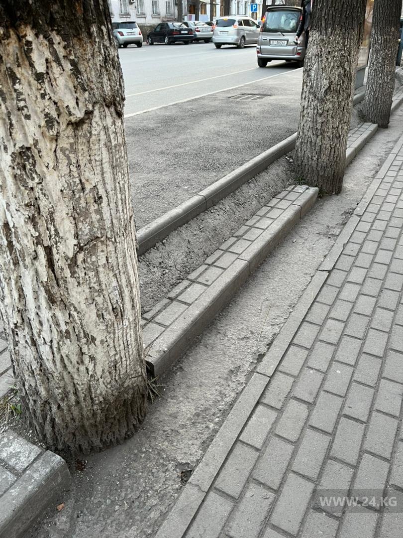 Деревья на улице Токтогула