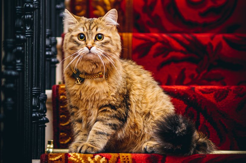 Кошку, названную в честь Елизаветы II, поселили в дорогом отеле