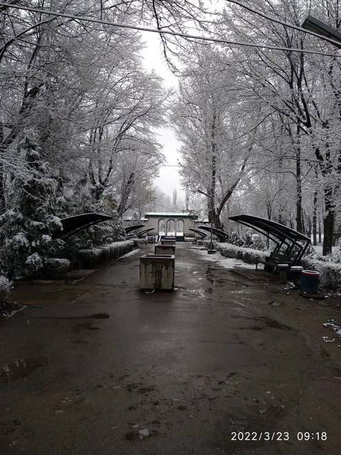 Карагачевая роща под снегом