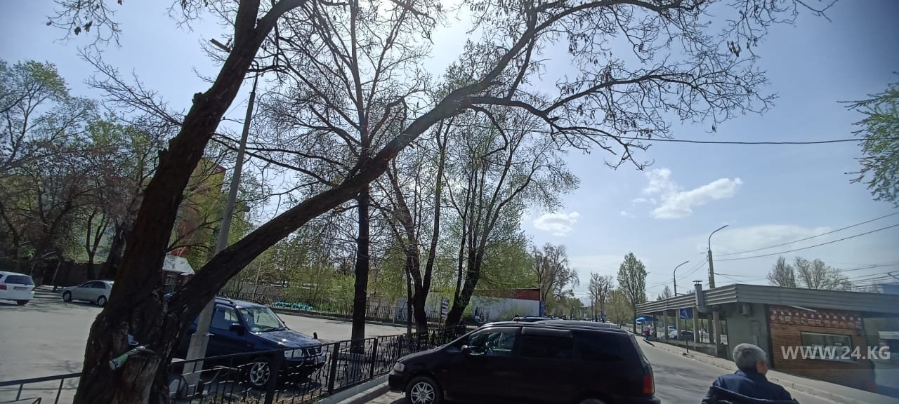 Опасное дерево в Бишкеке