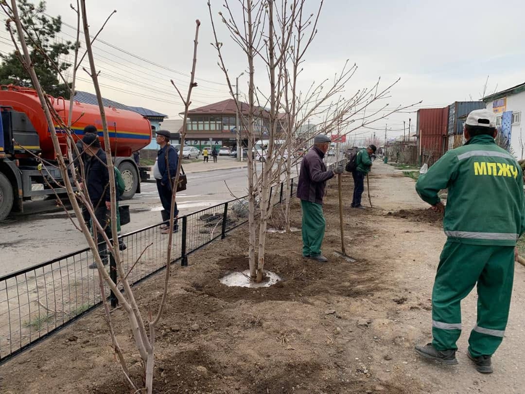 В Караколе высадили более 600 цветущих и плодовых деревьев
