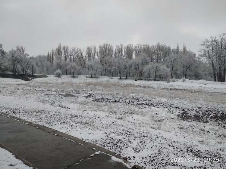Карагачевая роща