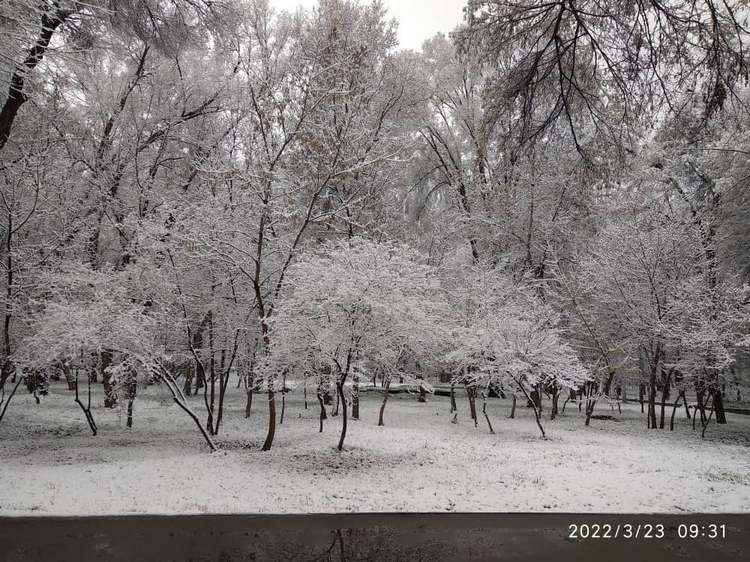 Карагачевая роща