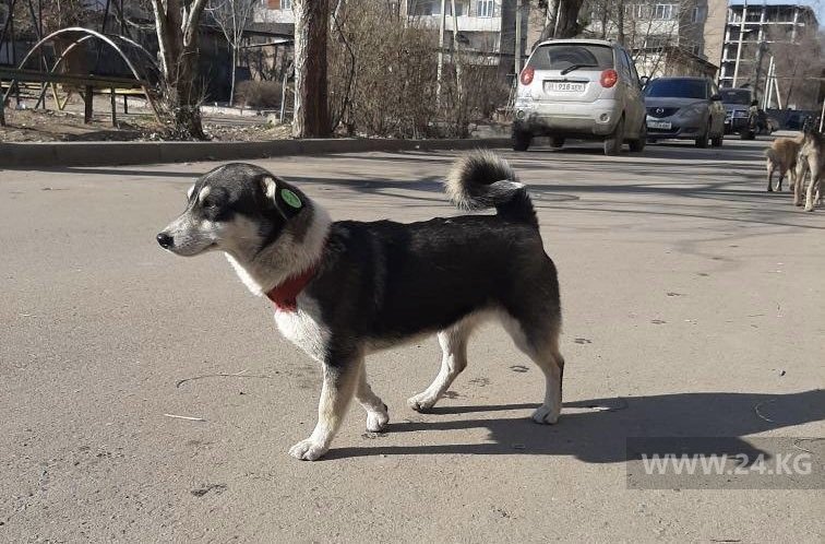 Стерилизованная собака с биркой на ухе